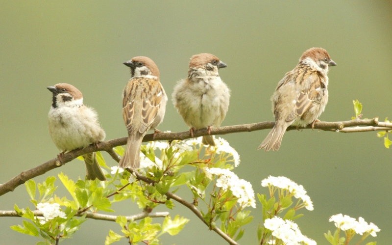 why save tree sparrows