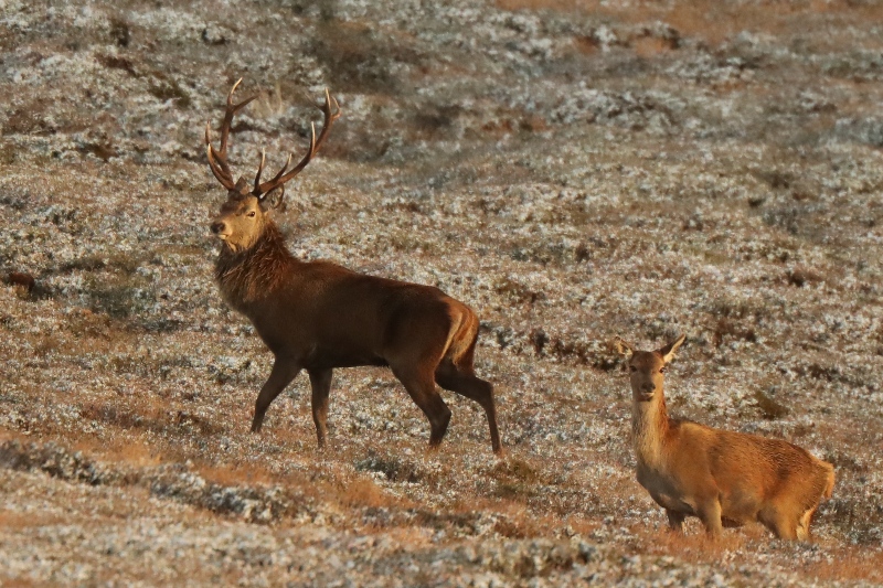 wildlife of the cairngorms