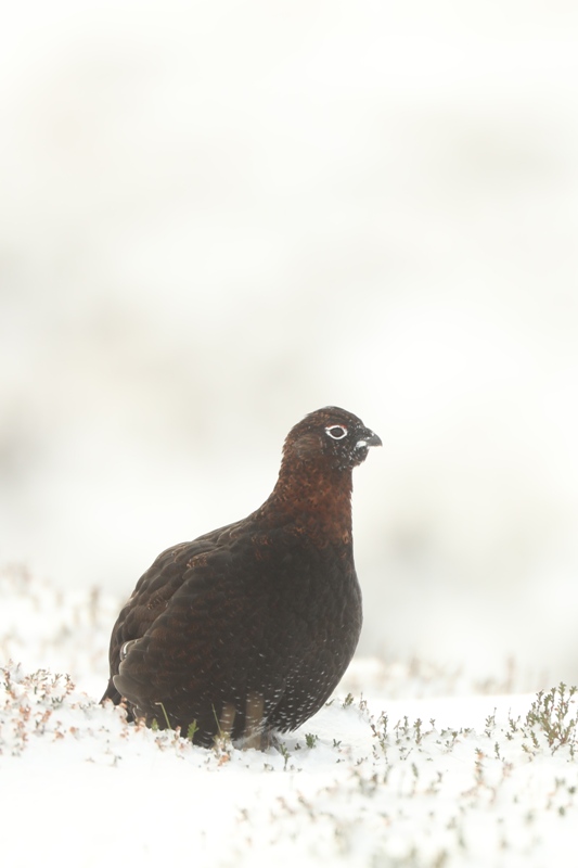 red grouse wildlife of the cairngorms