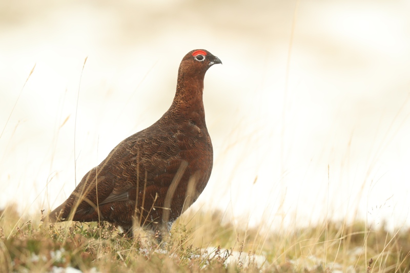 red grouse wildlife of the caingrorms