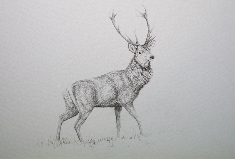 inspired by the wildlife of the cairngorms