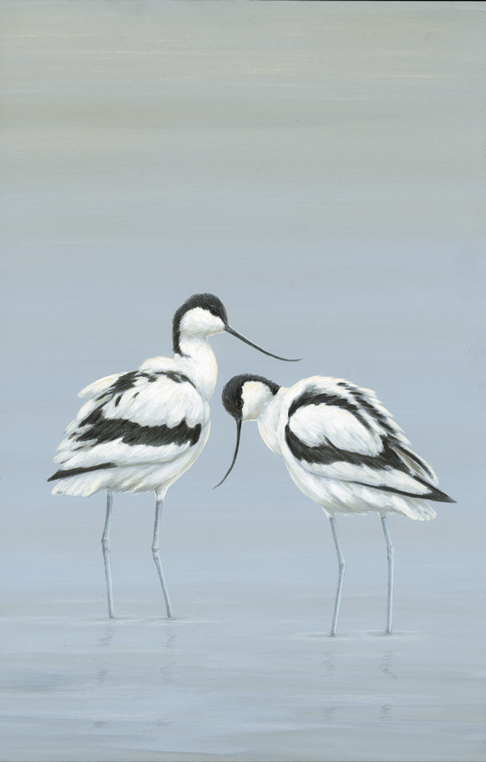 wildlife painting of the week avocet pair