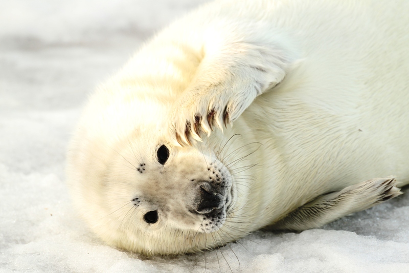 wildlife photo of the week seal pup