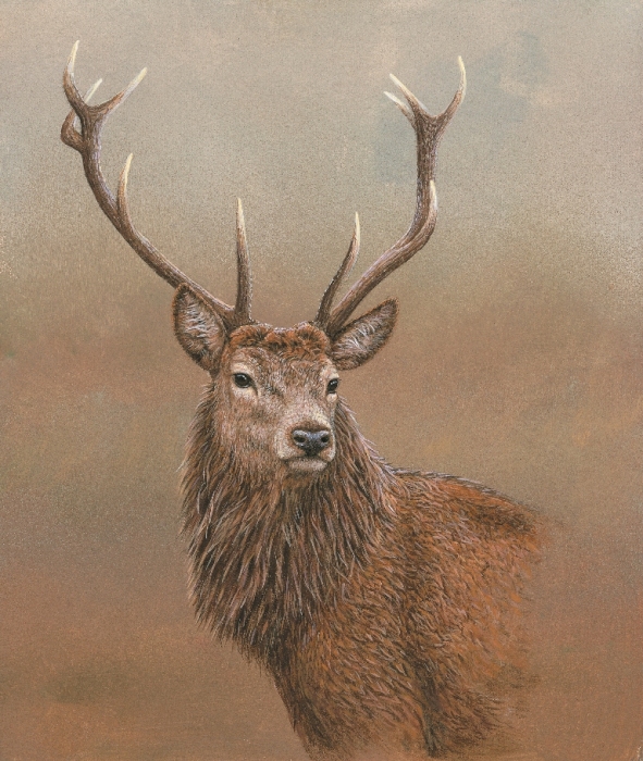 stag painting wildlife of the cairngorms