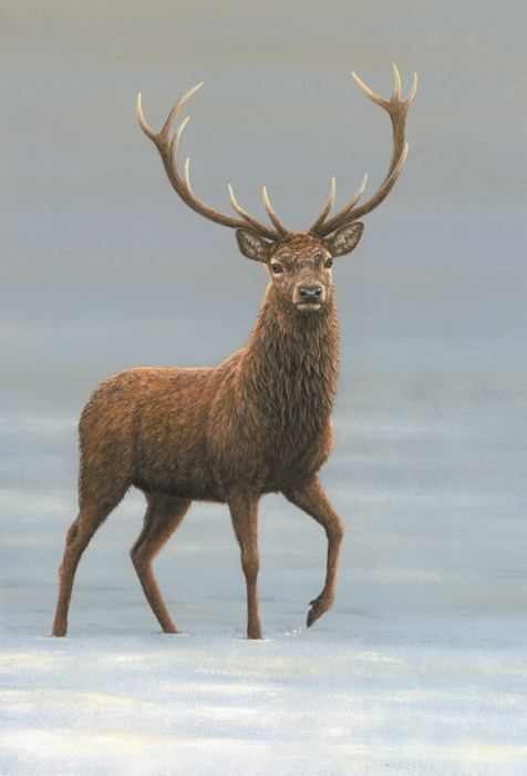 wildlife of the cairngorms 