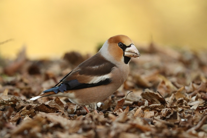 hawfinch in autumn leaves