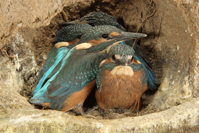 kingfishers inside nest