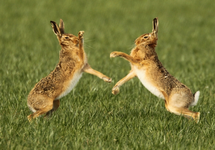 wildlife photo of the week: hares