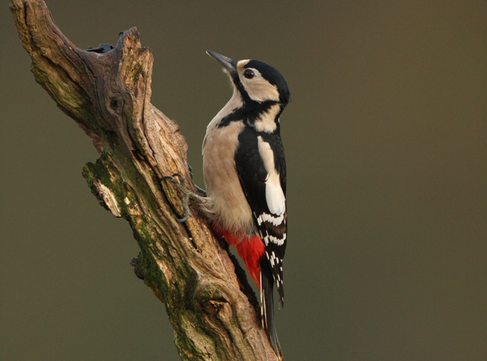 wildlife photo of the week woodpecker