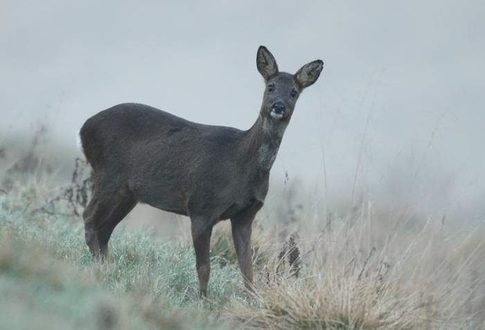 wildlife photo of the week roe deer