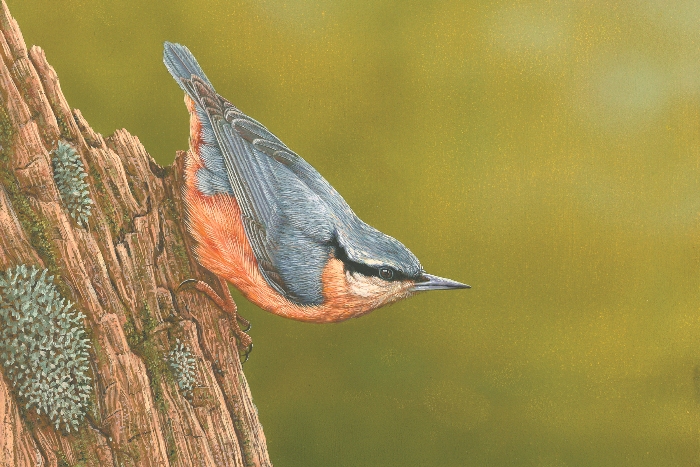 wildlife painting of the week nuthatch