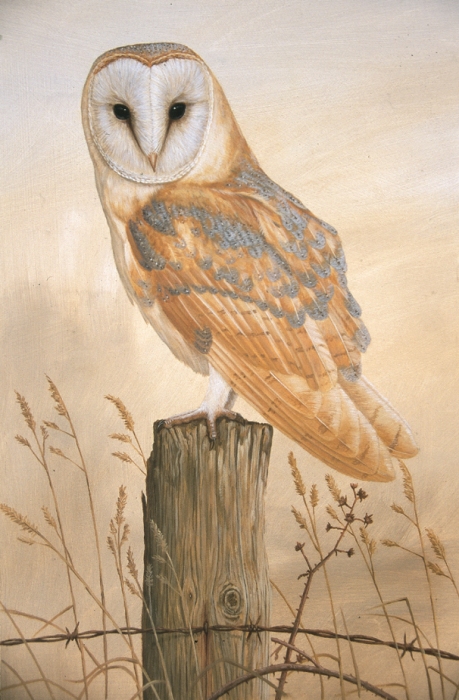 Barn Owl On Fence Post, painting by Robert E Fuller