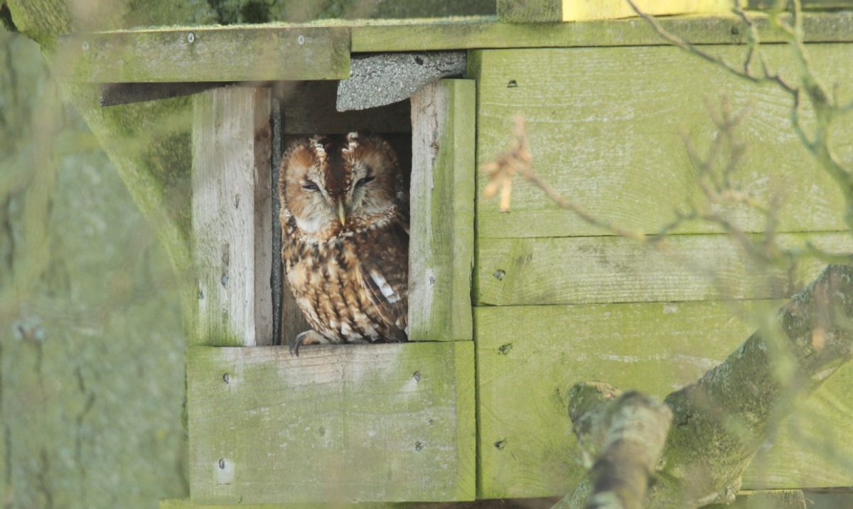 how to attract a tawny owl to your garden