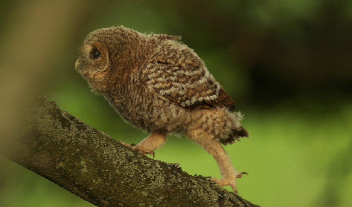 how to attract tawny owls to your gardens best nest boxes