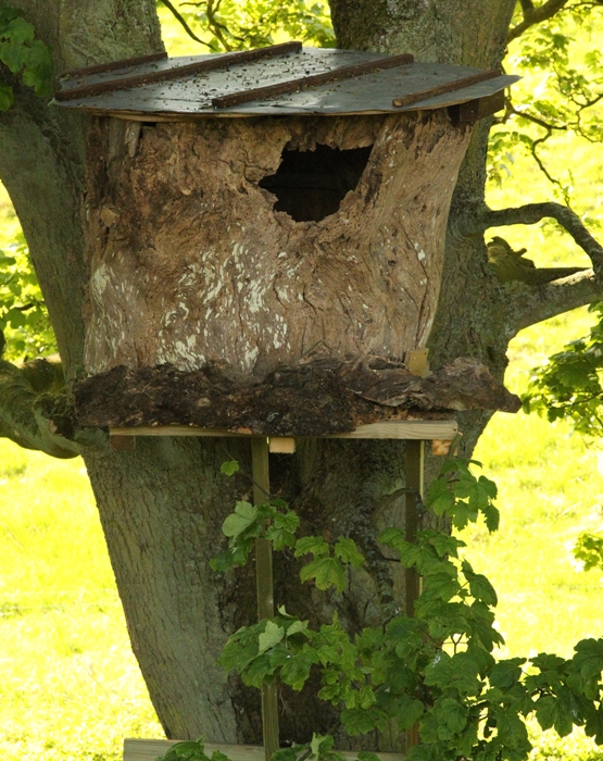 the best nest box for a tawny owl