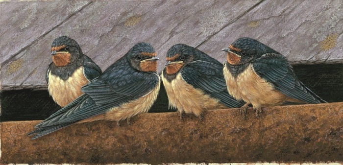 nest box swallows