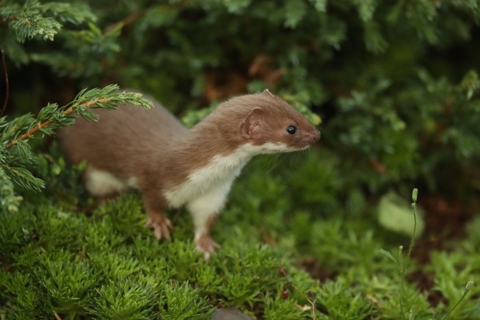 twiz the weasel walking across a flower bed in robert fuller's garden