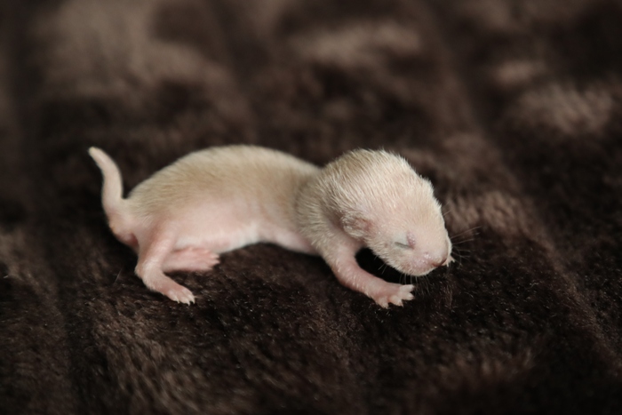 twiz as a very tiny weasel still pink and eyes closed on a rug
