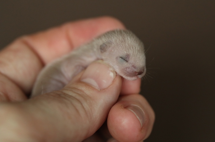 twiz the weasel held between thumb and forefinger