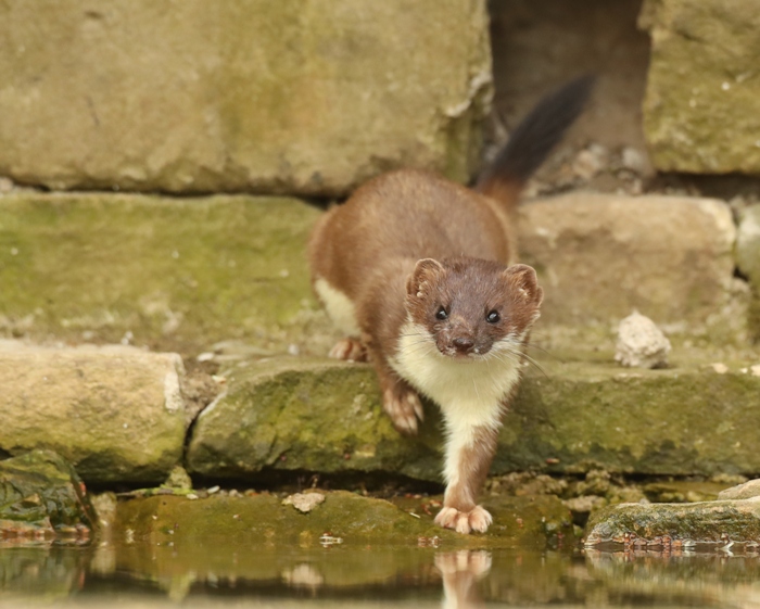 stoat dipping toe in water