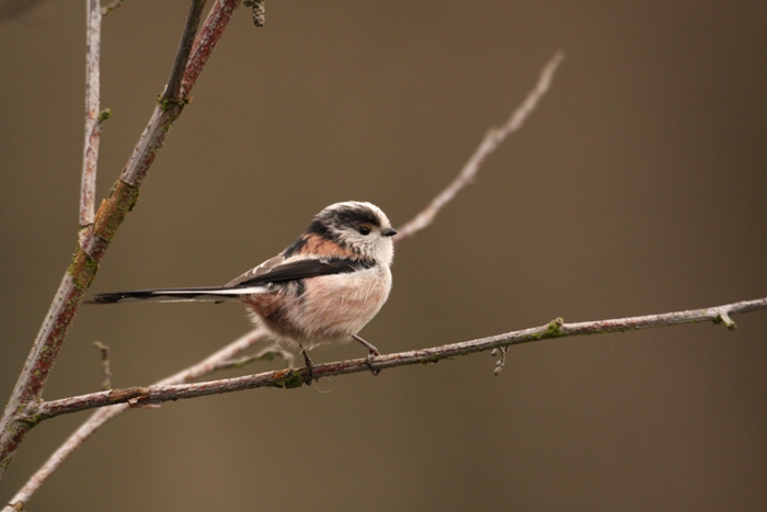 wildlife photo of the week long tailed tit