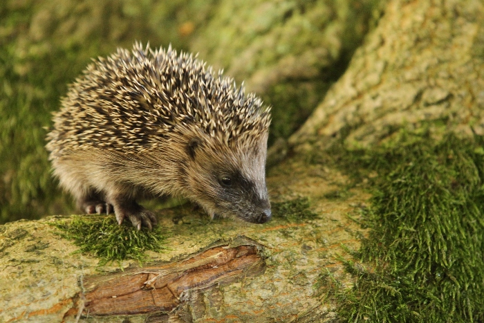 wildlife photo of the week hedgehog
