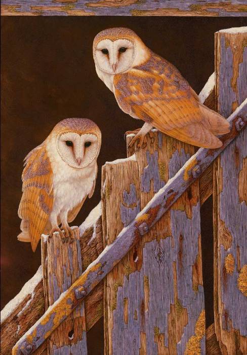 barn owls egg-laying art print