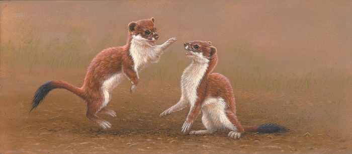 art inspired by stoat study