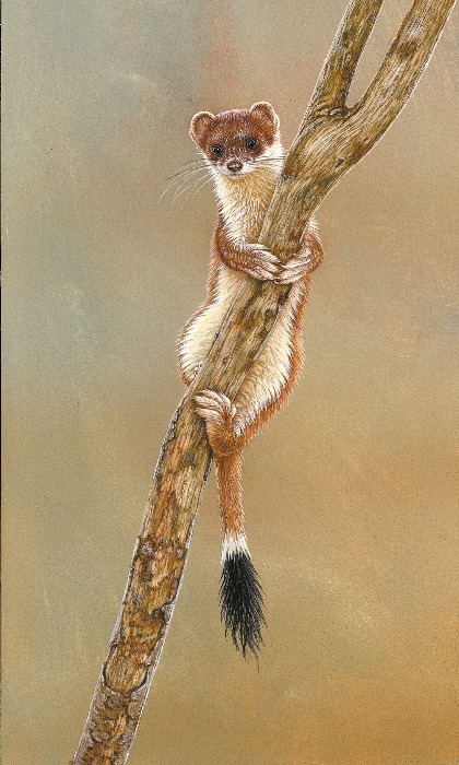 painting of stoat clinging to branch