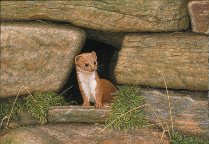 painting by robert e fuller featuring weasel peering out from stone wall