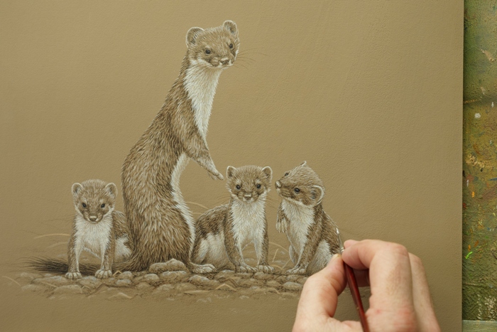 artist wild about stoats