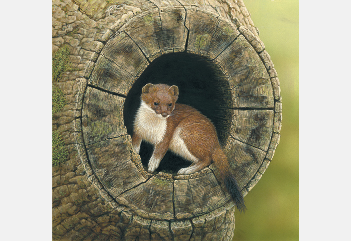painting of stoat posed in tree trunk