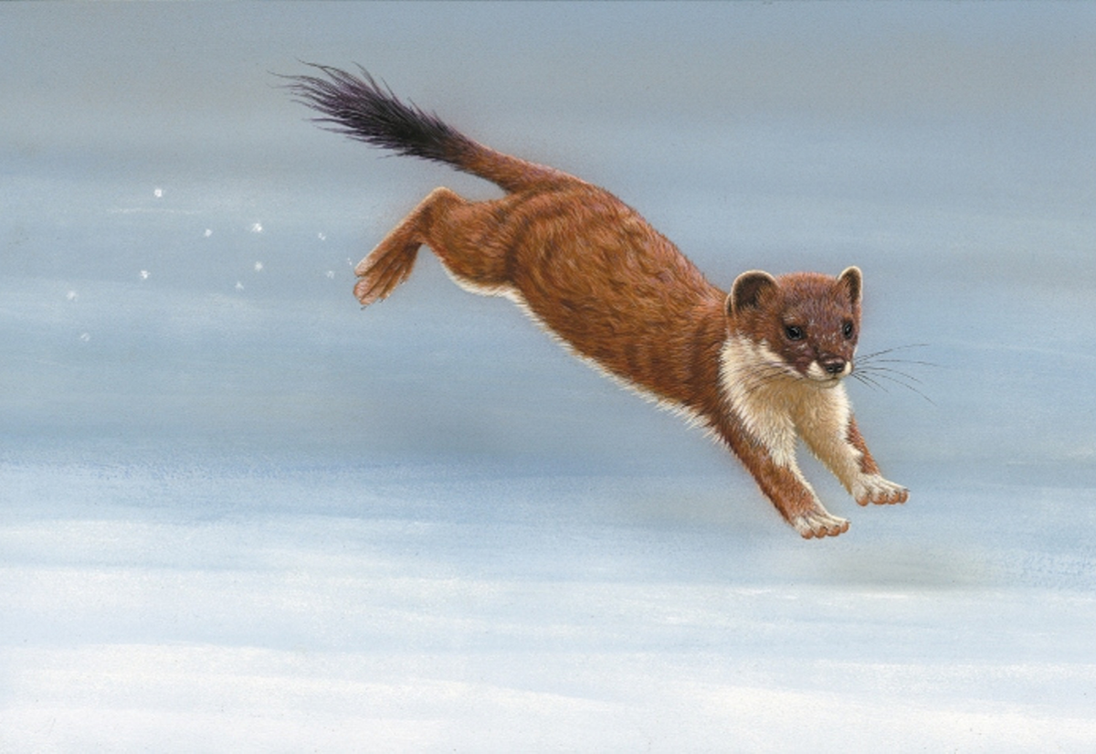 painting of stoat leaping across snow