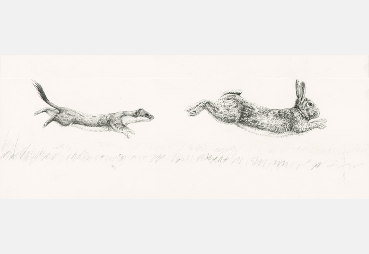 Pencil drawing of stoat chasing a rabbit