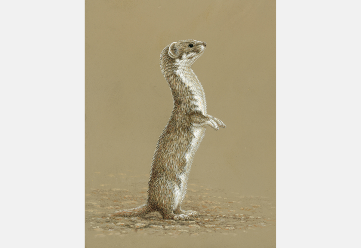 pencil drawing of weasel standing up