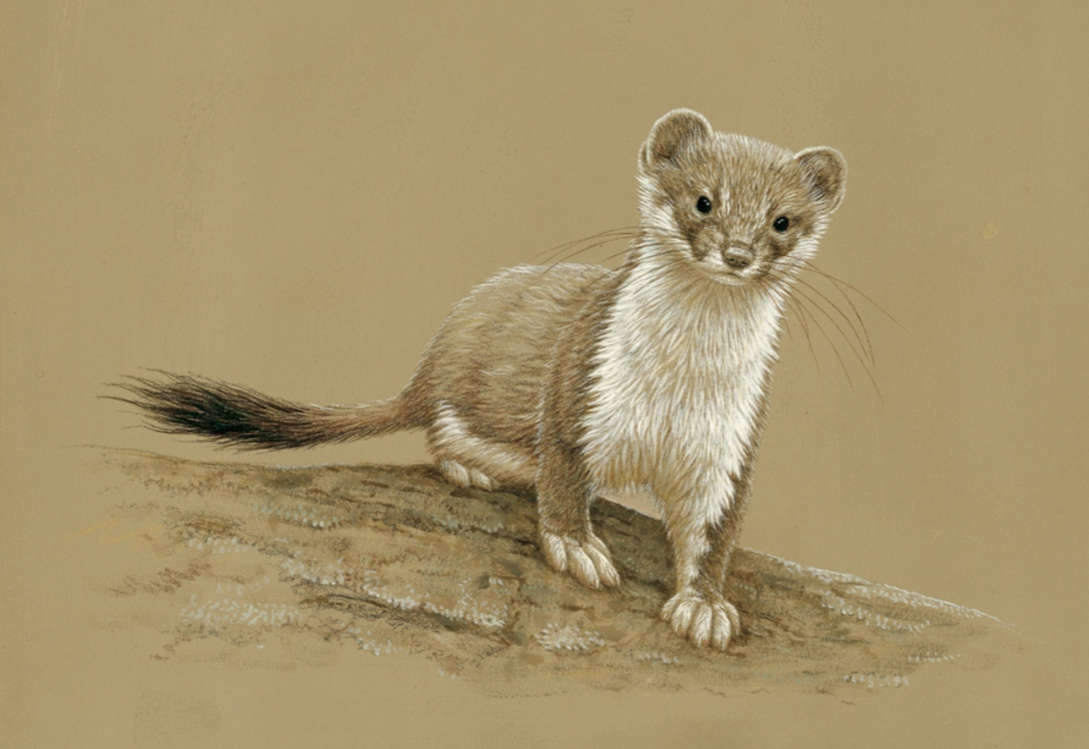 drawing of stoat