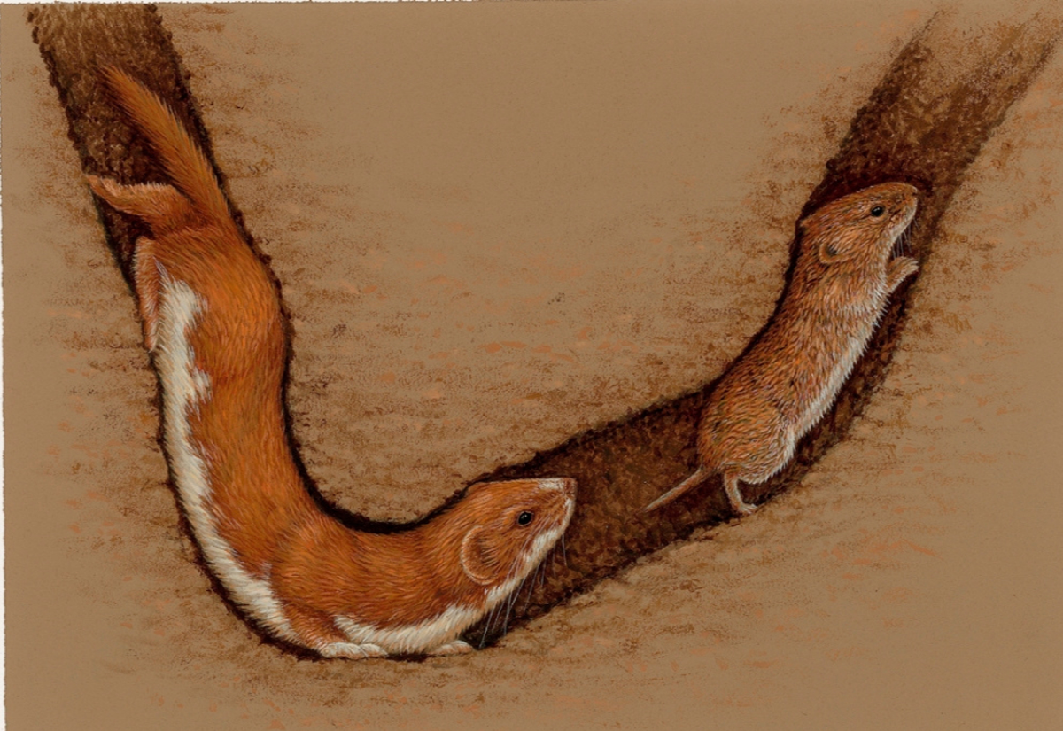 painting of weasel in underground tunnel chasing vole