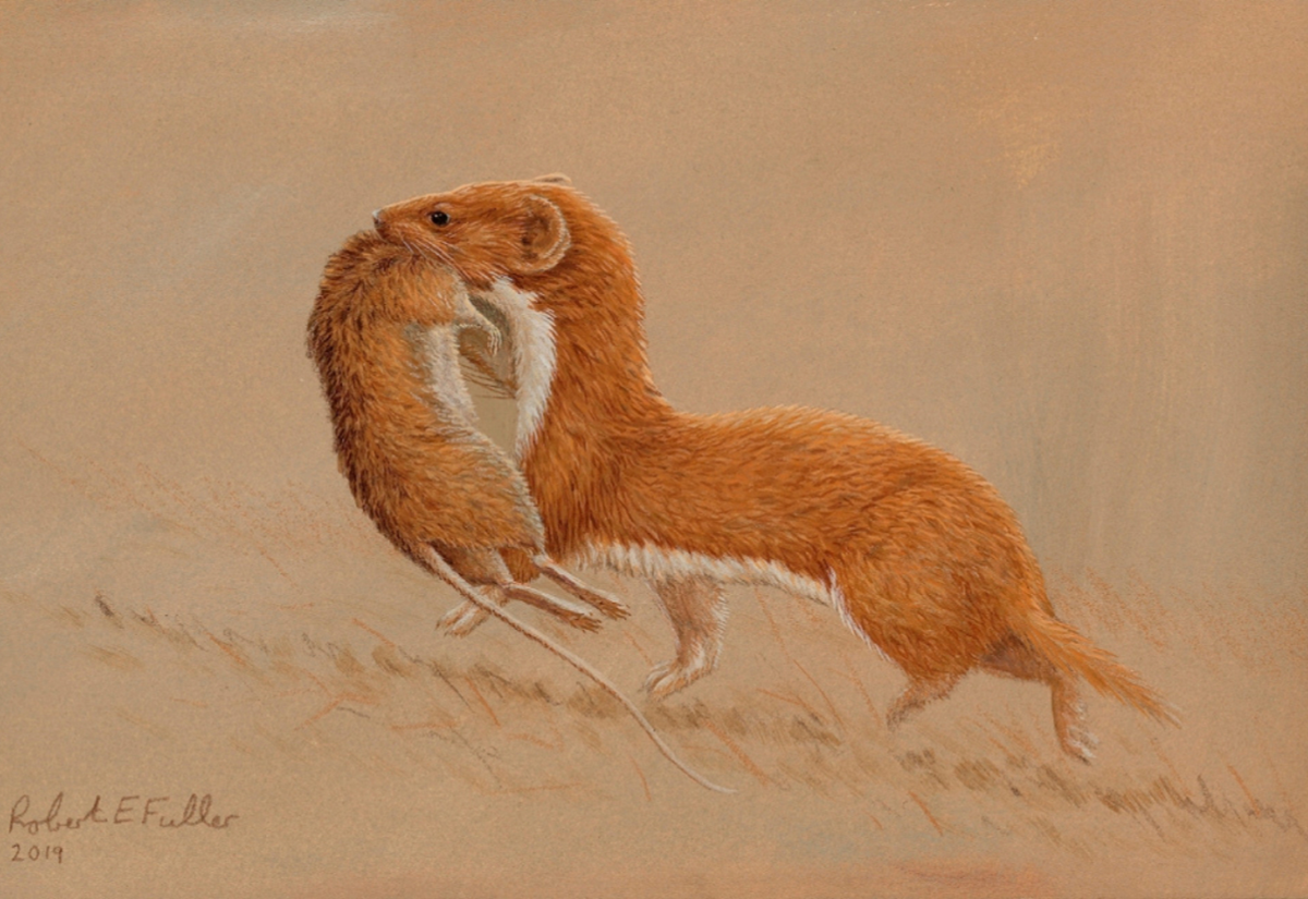 painting of weasel carrying a mouse in mouth