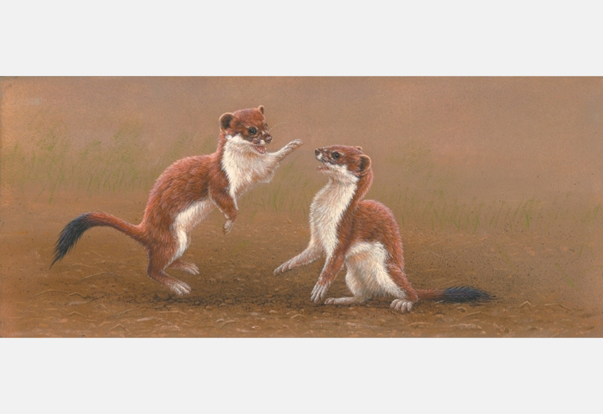 painting of stoats playfully fighting