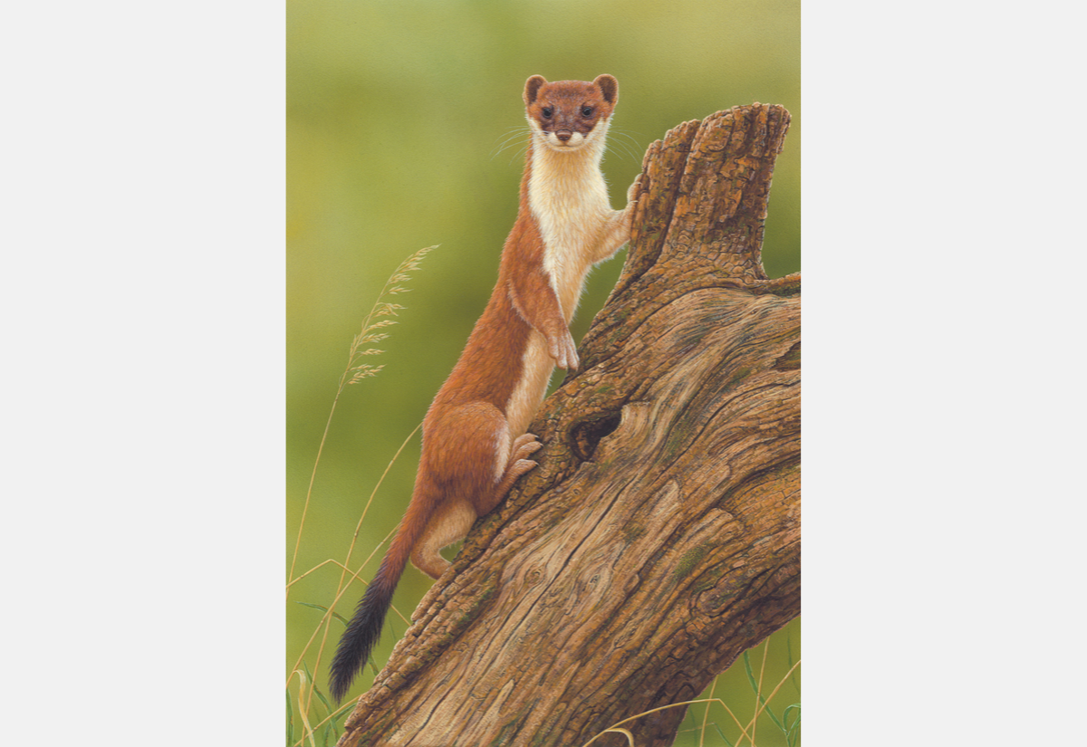 stoat painting features stoat climbing a log with grass fronds