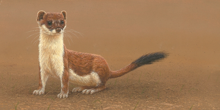 wildlife painting of the week stoat