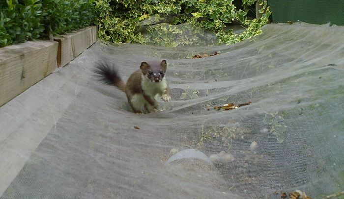 stoat bouncing on cabbage netting