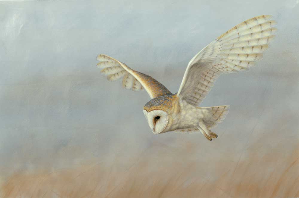 painting of barn owl flying over blue background with golden grasses