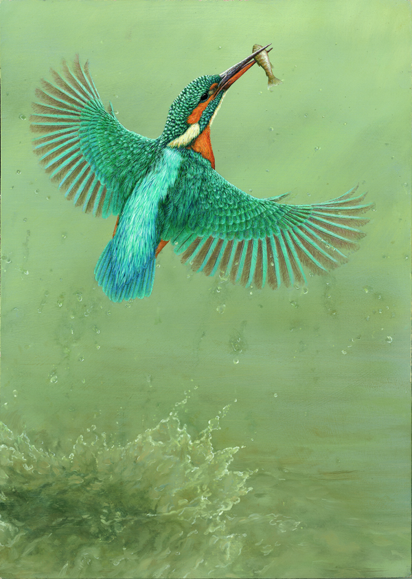 kingfisher painting of the week