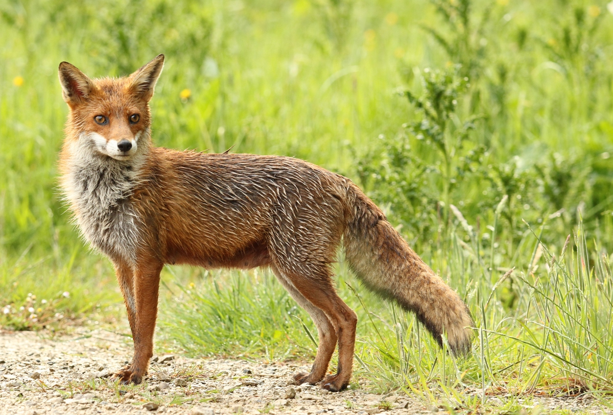 wildlife photo of the week fox