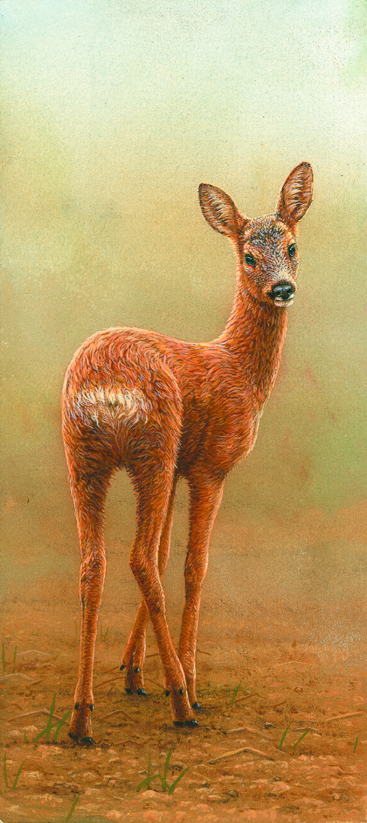 roe deer wildlife painting of the week