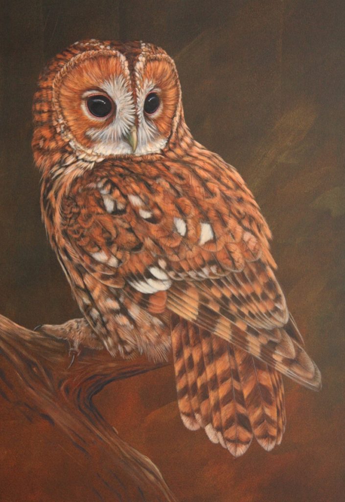 tawny owl art print by robert e fuller showing a tawny owl perched on a branch looking over its shoulder