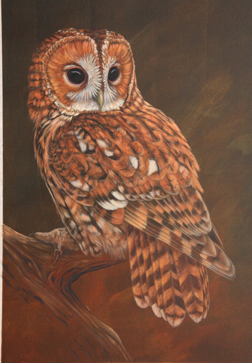 painting of a tawny owl perched on branch night sky behind