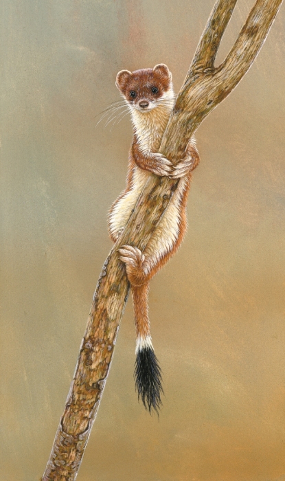 wildlife painting of the week stoat in the balance