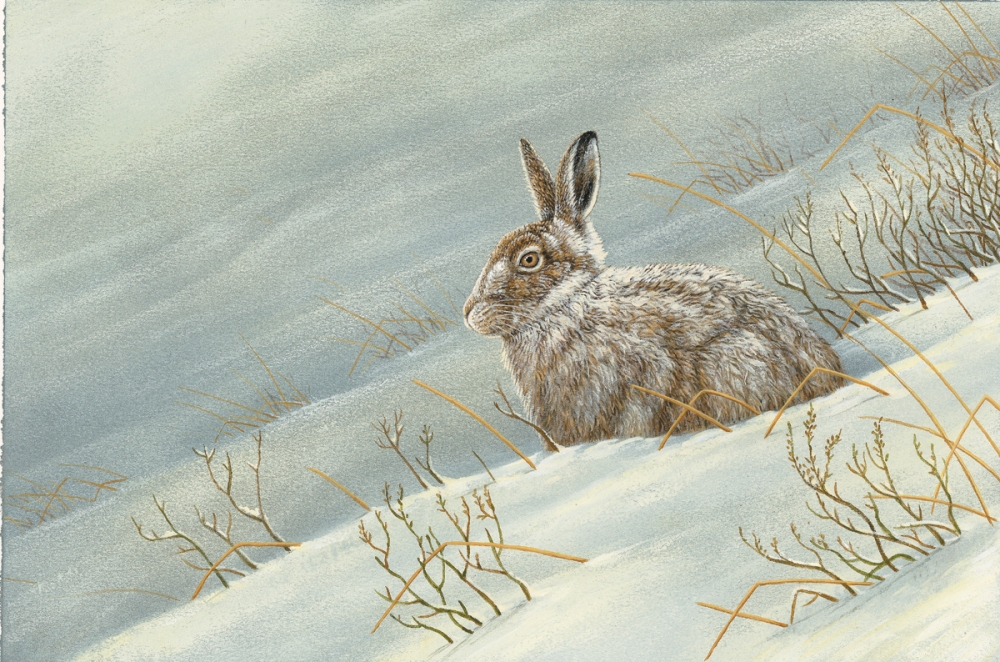 original painting mountain hares